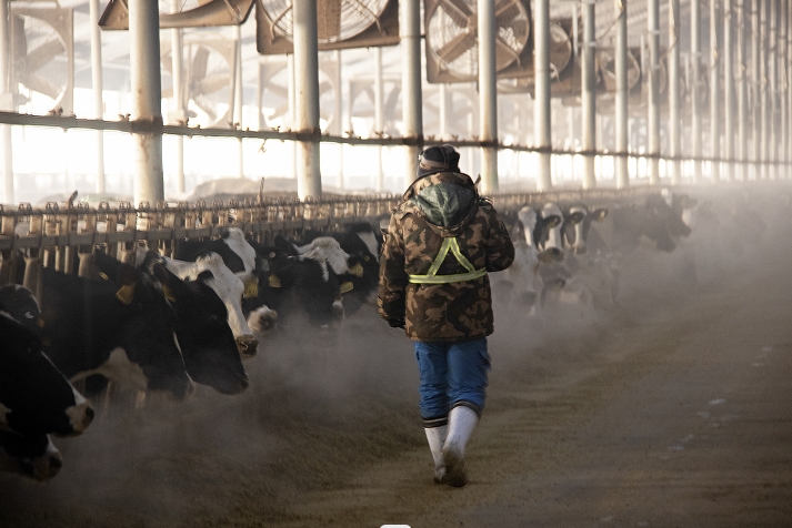 幸福的奶牛产健康的奶——走进现代牧业和林一牧